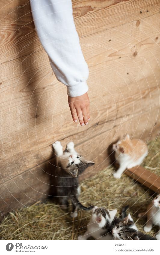 Little Friends Playing Boy (child) Arm Hand Fingers 1 Human being Animal Pet Cat Animal face Pelt Paw Group of animals Baby animal Animal family Small Curiosity