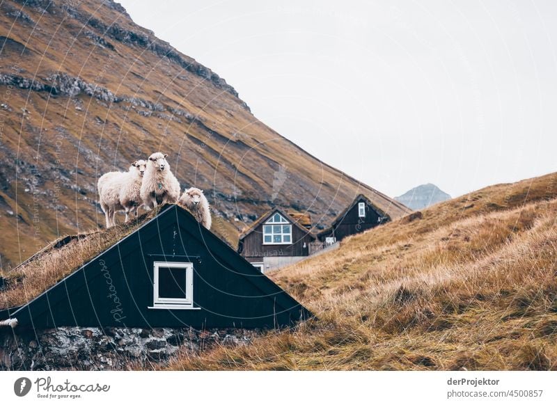 Sheep on a house roof on the Faroe Islands II traditionally Outdoors spectacular rocky naturally harmony Weather Rock Hill Environment Rural highlands