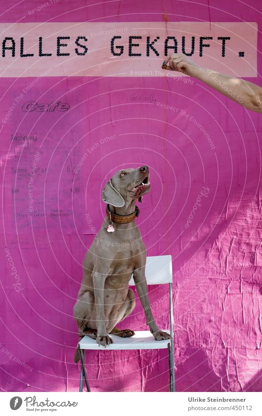 Anything! Chair Wallpaper Human being Woman Adults Arm Hand 1 Animal Pet Dog Weimaraner Plastic Looking Wait Pink Anticipation Disciplined Curiosity Colour