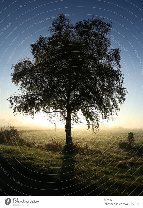 UT Teufelsmoor | Silence with tree Tree Sunrise Bog Back-light Meadow twigs leaves in the morning Horizon Moody sunny