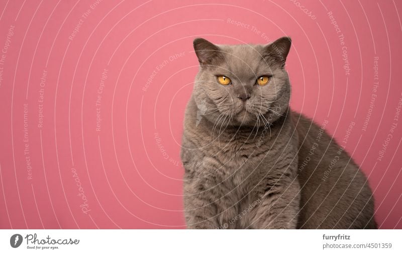 fluffy brown british shorthair cat portrait on pink background with copy space pets fur feline lilac studio shot purebred cat yellow eyes looking at camera big