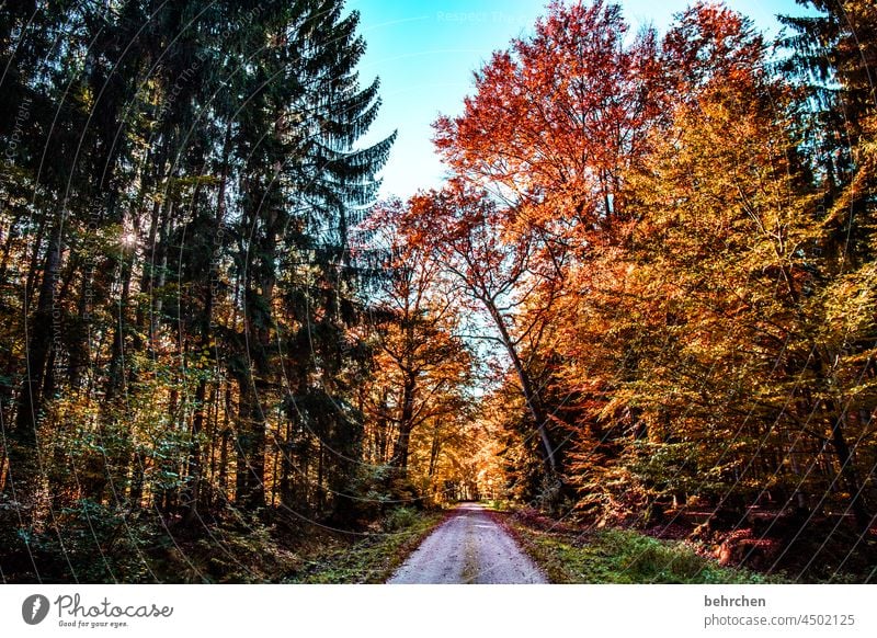 autumn stories Forest falling leaves Bushes Tree Autumn Landscape Seasons Nature Autumn leaves autumn mood Autumnal Autumnal colours autumn walk Sun Automn wood