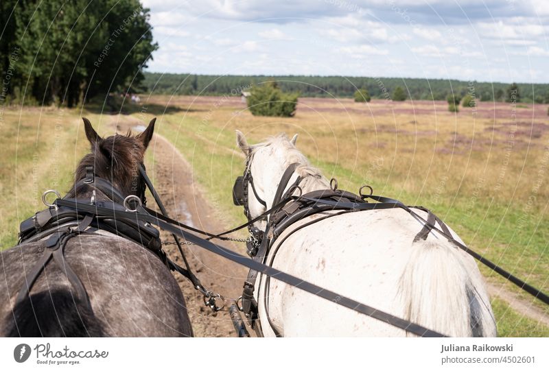 Carriage ride through the Lüneburg Heath in summer Colour photo Looking Environment Nature Exterior shot Joy pretty Happy closeness to nature