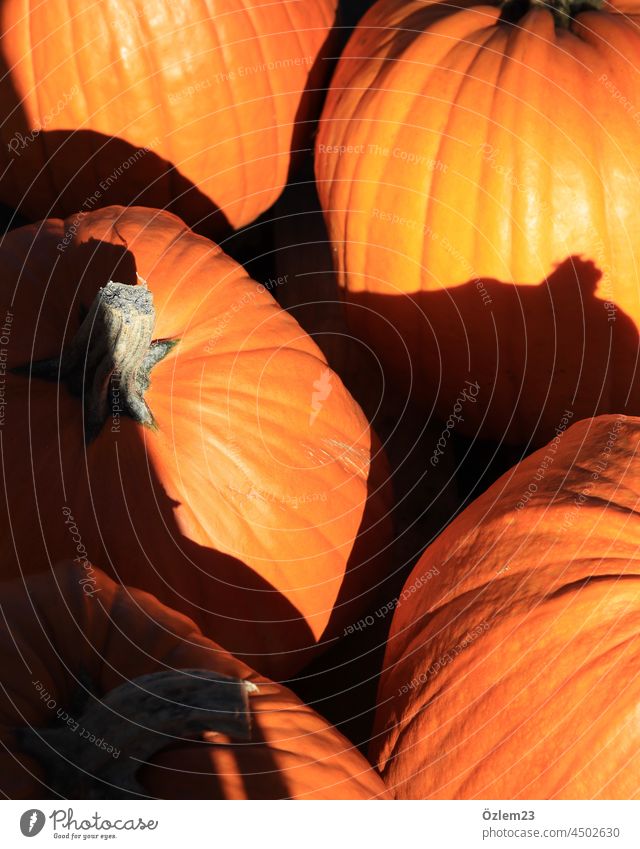 Pumpkin Meet Pumpkin time pumpkins Pumpkin soup Pumpkin seed pumpkin pie Pumpkin field hold Shadow Shadow play Dark side Shadowy existence Sunlight