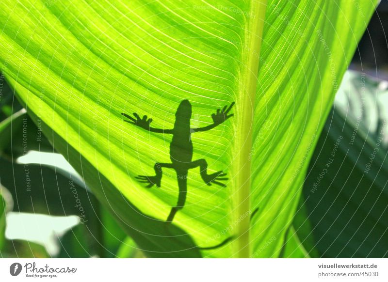 plastic meets nature Gecko Leaf Physics Hot Light Summer Decoration Visual spectacle Reptiles Iguana Green Gekko Sun Warmth Shadow