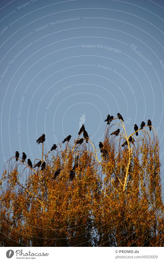 Crow flock in treetop Bird Flock Crow Colony crowing bird crow swarm Tree Autumn Corvus Raven birds Sunlight Team Flock of Birds Sit Wait waiting