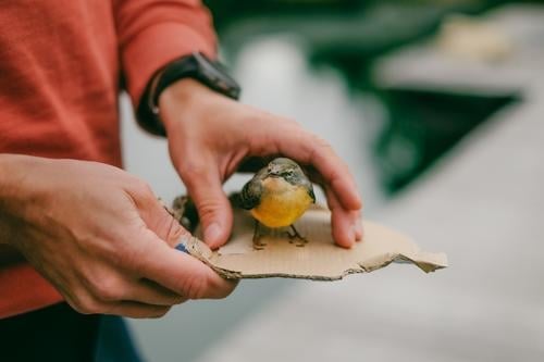 A man carries an injured bird on a piece of cardboard of some kind Bird wounded Hand Man paperboard Human being Carrying stop Animal