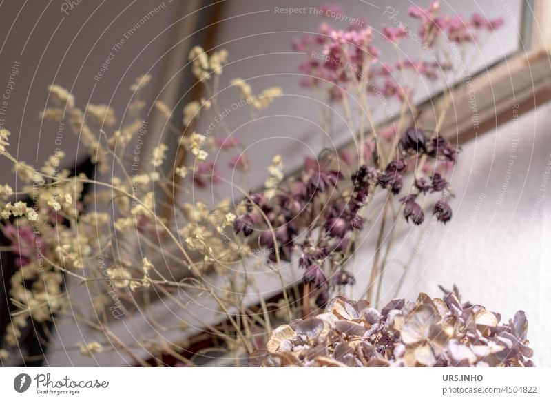 pink and beige filigree dried flowers decorated in front of an empty picture frame Blossom Dried Dried flowers Flower naturally Organic Plant Frame