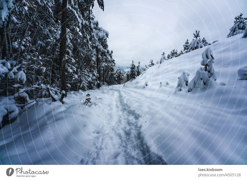 Traces through deep snow along alpine winter forest at dusk, Wildermieming, TIrol, Austria tree nature fir path cold tirol landscape trail walk white alps