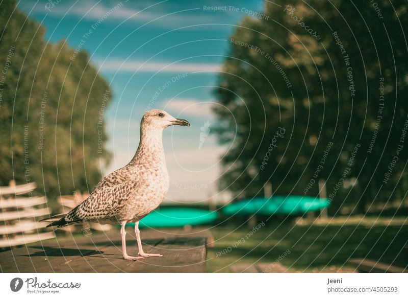 Seagull standing on a table waiting for food Gull birds Sit Stand Wait Looking look Eating Feed Animal portrait Wild animal Bird Near Feather Maritime Blue