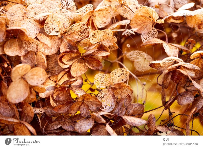 Autumn beauty Hydrangea Hydrangeas in autumn Autumnal Nature hydrangeas Blossom withered wilting leaves To hibernate transient blossoms Flower Garden Close-up