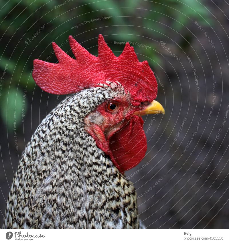 proud cock - animal portrait: Amrock cock in profile Animal Rooster chicken terrace Head Comb Beak plumage Pattern black-and-white hühnerhof Animal portrait