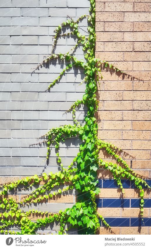 Old building brick wall with creeper. ivy background wallpaper plant leaf vine architecture old pattern outdoor garden weathered green nature