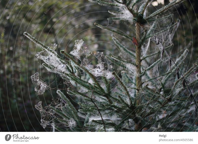 Autumn morning - detail of a young spruce covered with spider webs Spruce Tree Spider's web Cobwebby Indian summer Morning autumn morning in the morning