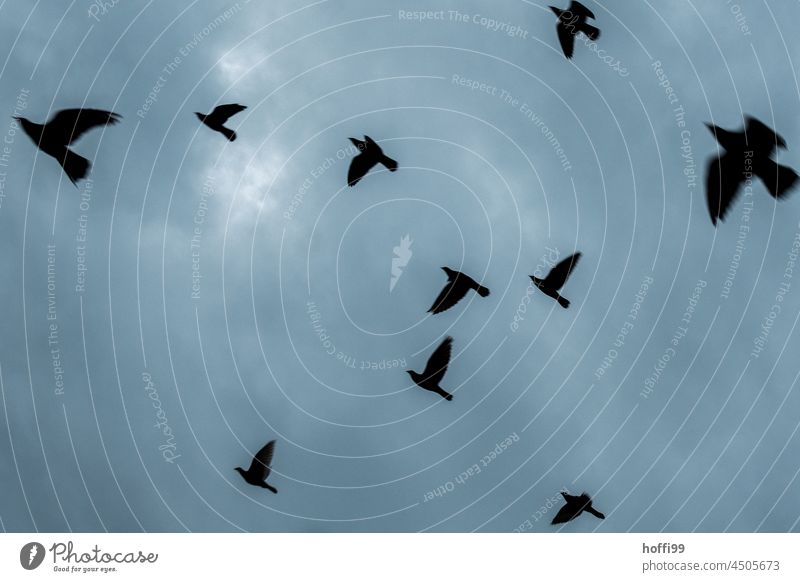 Silhouettes of pigeons in flight against dark sky Gray Pigeon Flying fly away Flock motion blur birds Bird Escape Animal Wild animal Grand piano