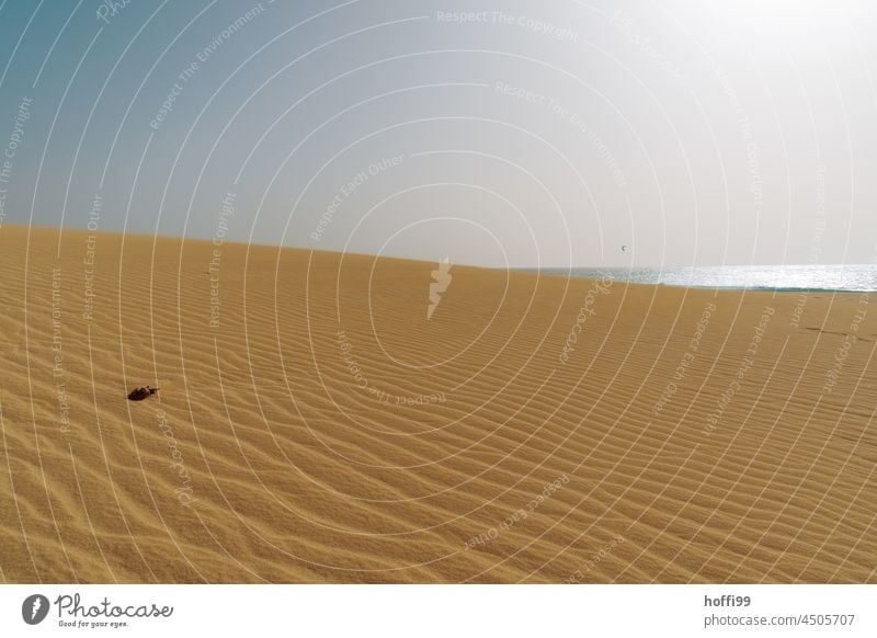 Dune landscape at the Atlantic Ocean with glistening light at the Atlantic Ocean Africa Landscape Climate Nature Environment silty Beach Hot Drought Desert Sand