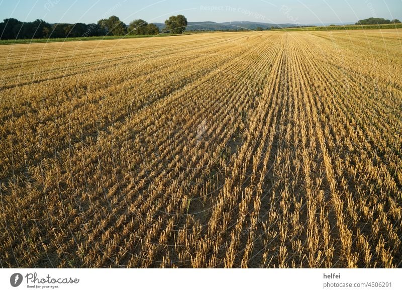 Harvested grain field in late summer in Germany Field scythed Grain Grain field Cornfield acre Agriculture Wheatfield Agricultural crop Nutrition Thorny