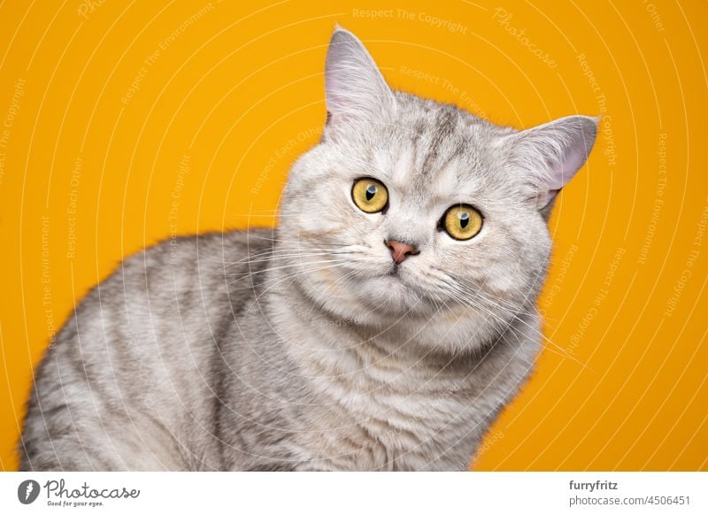 Portrait Of British Short Hair Blue Cat With Yellow Eyes Stock Photo -  Download Image Now - iStock