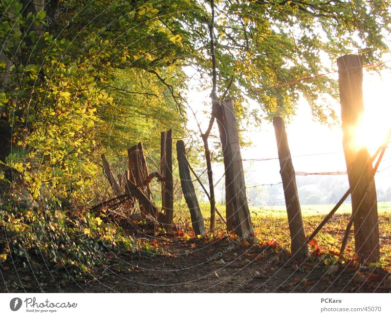 the last warm rays of sunshine Fence Forest Tree Leaf Autumn To go for a walk Sun