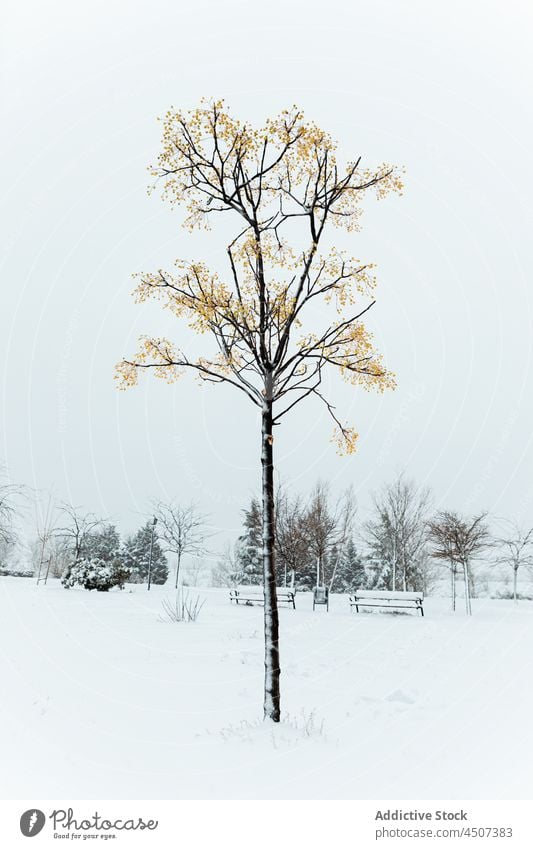 Winter park with leafless tree in town winter snow nature landscape vegetate cold urban botany branch solitude sky city street madrid spain europe wavy thin