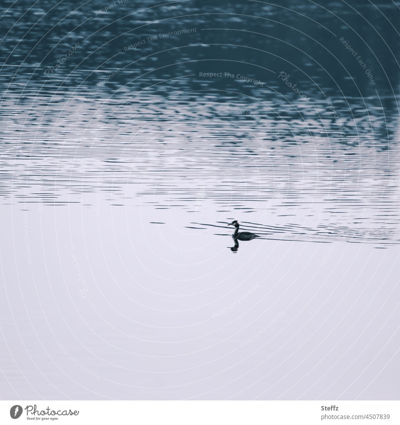 Silence by the lake | the shadow blurs contours | in the twilight © silent Shadow Lake Twilight waterfowl tranquillity dim light Crested grebe shadowy Dim