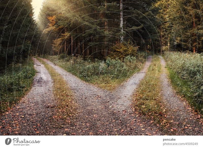 ruling off Forest forest path fork Hiking To go for a walk Environment Light trees Nature at a crossroads Decide two Select choice Woodground Autumn