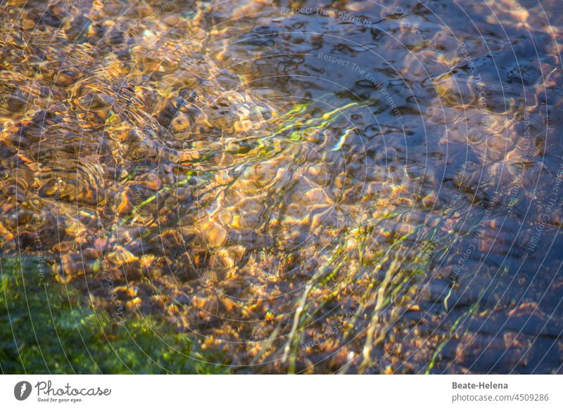 Close to the water 1 Brook Water Nature underwater Movement Waves