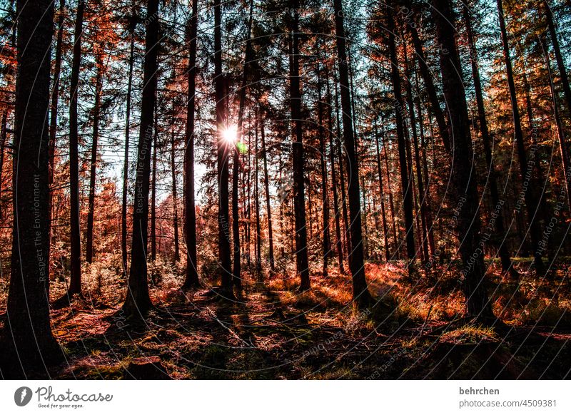 ray of hope Dreamily Fabulous Mysterious Lanes & trails Belief Sunlight pretty solar star Back-light Hope falling leaves Contrast Fantastic Footpath