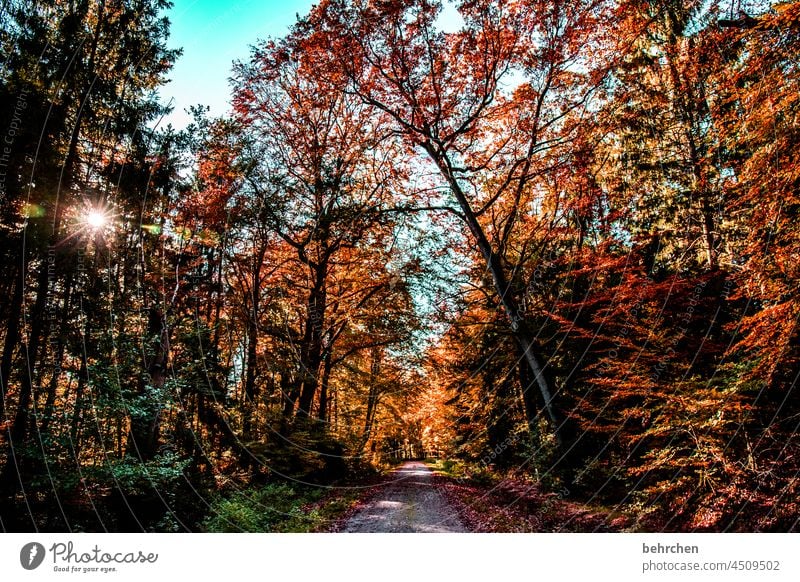 autumn forest Idyll Autumnal landscape Autumnal weather leaves Automn wood Sun autumn walk Autumnal colours autumn mood Autumn leaves Nature Seasons Landscape