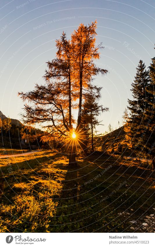 Sunset between branches Sunlight Landscape Rose garden Dolomites Mountain Exterior shot Nature Colour photo Alps Deserted South Tyrol Sky Beautiful weather