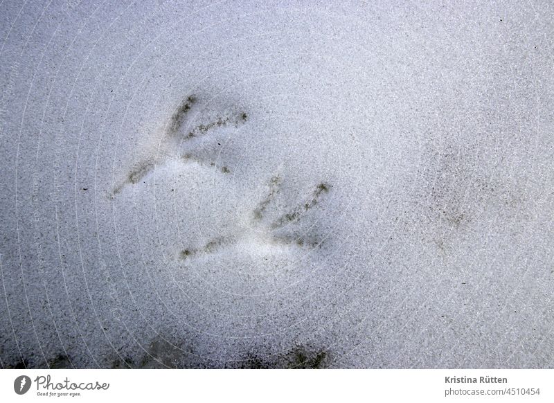 crows feet in the snow crow's feet bird tracks footprints Footprint Tracks Snow birdclaws bird foot Bird Feet trace Prints Traces of snow Crow raven Jackdaw
