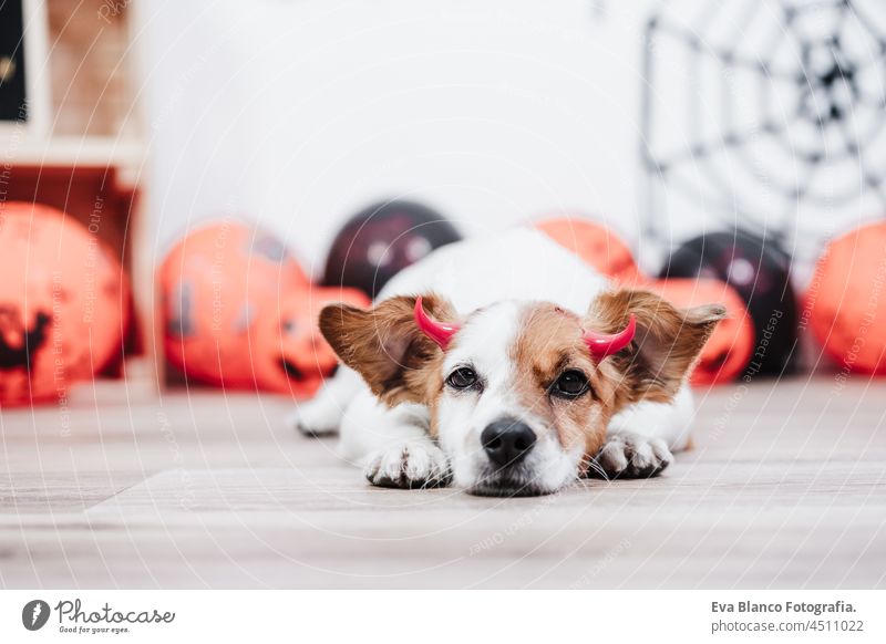 jack russell dog at home during Halloween lying on the floor wearing red evil horns. Halloween party decoration with garland, orange balloons and net halloween