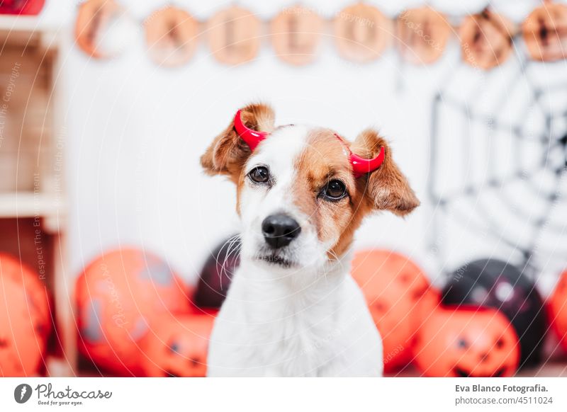 jack russell dog at home during Halloween wearing red evil horns. Halloween party decoration with garland, orange balloons and net halloween costume pumpkin