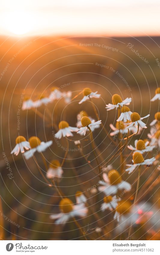 Camomile at setting sun in a field with back light Back-light Sunset flowers Field flowers Nature autumn mood Chamomile camomiles herbs meadow flowers Flower