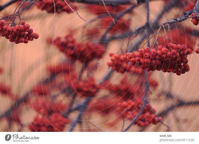 Orange rowan bunches on the branches of a tree against the background of a pink wall. berries rowan berry orange red ash berry autumn autumnal beautiful beauty