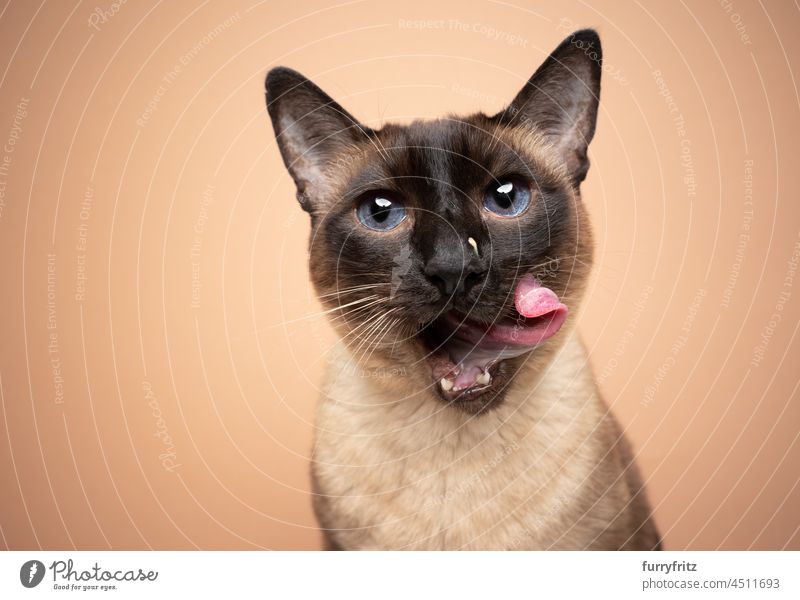 hungry siamese cat with blue eyes licking lips with messy face pets feline seal point chocolate point beautiful studio shot copy space portrait purebred cat
