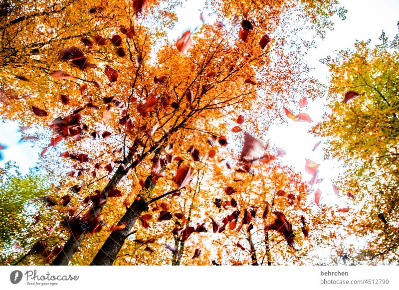autumn dream Calm Light Contrast falling leaves Colour photo Exterior shot Forest Leaf Tree Plant Autumn Beautiful weather Environment Nature Landscape