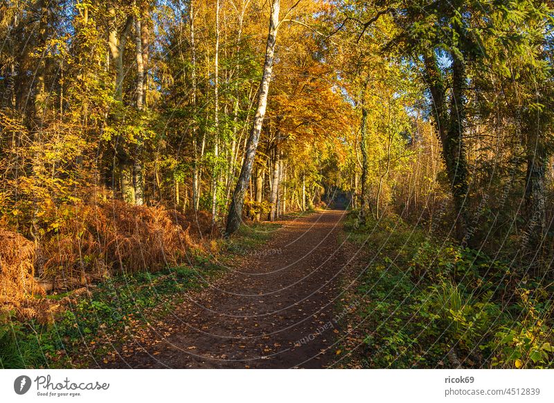 Trees with autumn coloured leaves on Fischland-Darß Autumn fischland-darß Mecklenburg-Western Pomerania Landscape Nature Ahrenshoop Prerow trees autumn colours