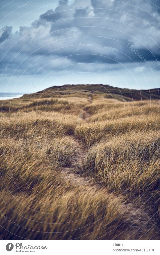 Path through the dunes in Denmark coast Ocean Beach Marram grass Environment Nature North Sea Landscape duene Vacation & Travel Blue Sky Exterior shot Sand