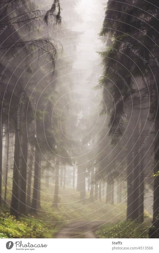 foggy forest path Fog autumn fog Shroud of fog Cloud forest Misty atmosphere Lonely Loneliness Fog cloud Eerie enchanted silent haiku Sauerland Mystic