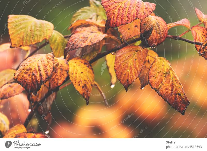 Autumn leaves of a wild blackberry in the rain Blackberry leaf Rubus wild blackberries Blackberry bush Autumn rain Rain raindrops autumn leaves Autumnal colours