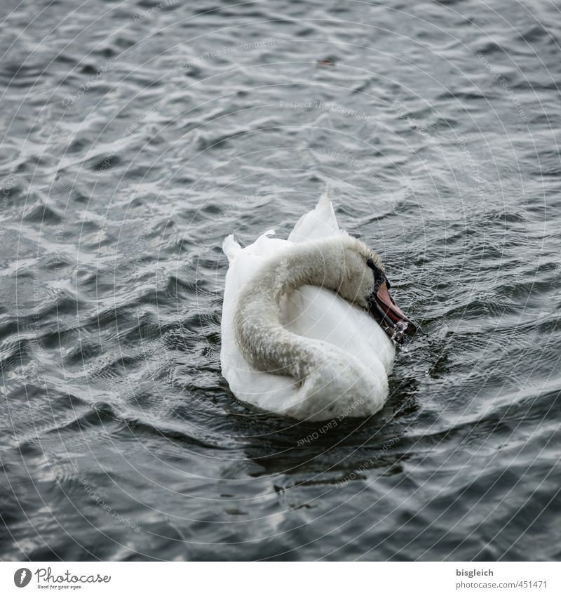 Swan Lake IV Bird 1 Animal Swimming & Bathing Gray White Colour photo Subdued colour Exterior shot Deserted Copy Space top Evening Twilight