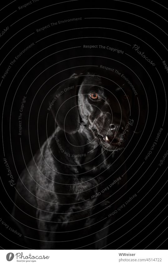 Black dog on black background. Only the white canine tooth flashes because the dog wants to express itself Dog Labrador retriever Crossbreed Dark To talk Wauwau