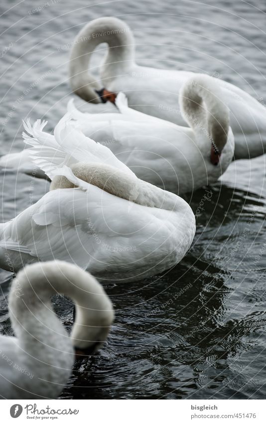 Swan Lake V Bird 4 Animal Stand Gray White Calm Colour photo Subdued colour Exterior shot Deserted Evening Twilight