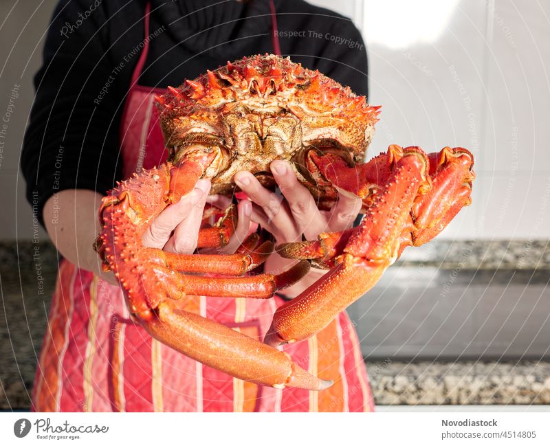 Person holding a marine spider crab already cooked, no faces shown luxury expensive piece yummy delicious tasty food arthropod prepared traditional authentic