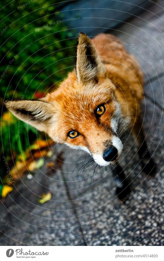 Fox on the terrace Garden Autumn Curiosity Fur-bearing animal portrait Red fox Animal animalportrail Rabies rabies vulpes vulpes Wild animal inquisitorial Brash