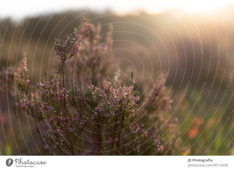 Heath in the evening autumn light Heathland Heather family Nature Plant Colour photo Autumn Exterior shot Environment Luneburg Heath Landscape Autumnal