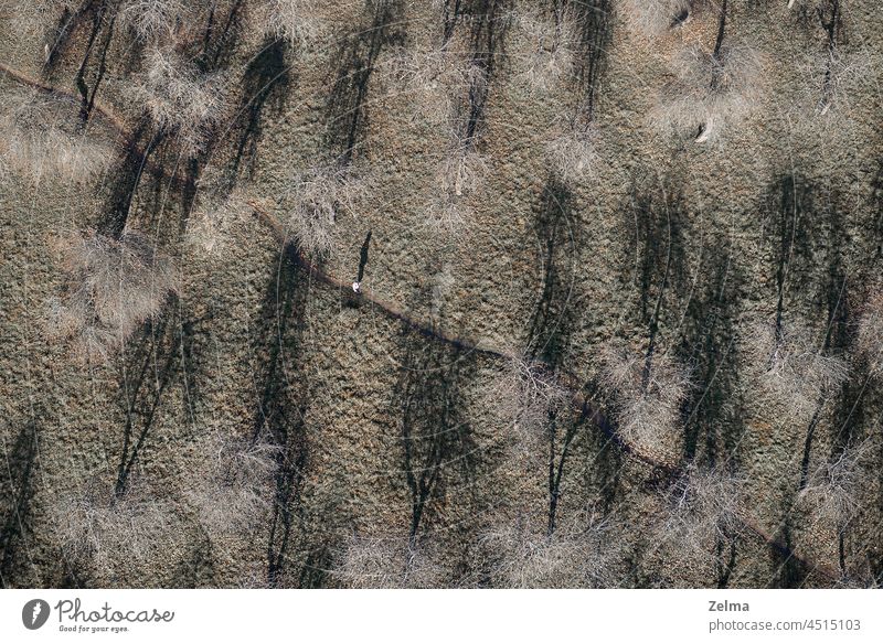 aerial view of a bare apple orchard and a human silhouette on the trail above tress garden autumn gray shadows of trees Light and shadow Abstract Landscape