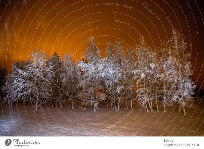 snowy trees birches on a winter night with a beautiful light in the sky covered landscape orange color nature wonderland