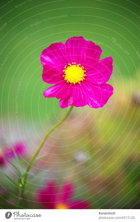 A pink cosme against a green background. Cosmos cosmetics Blossom summer flower Summer Garden blossom macro luminescent Colour Pink Green Delicate cut flower